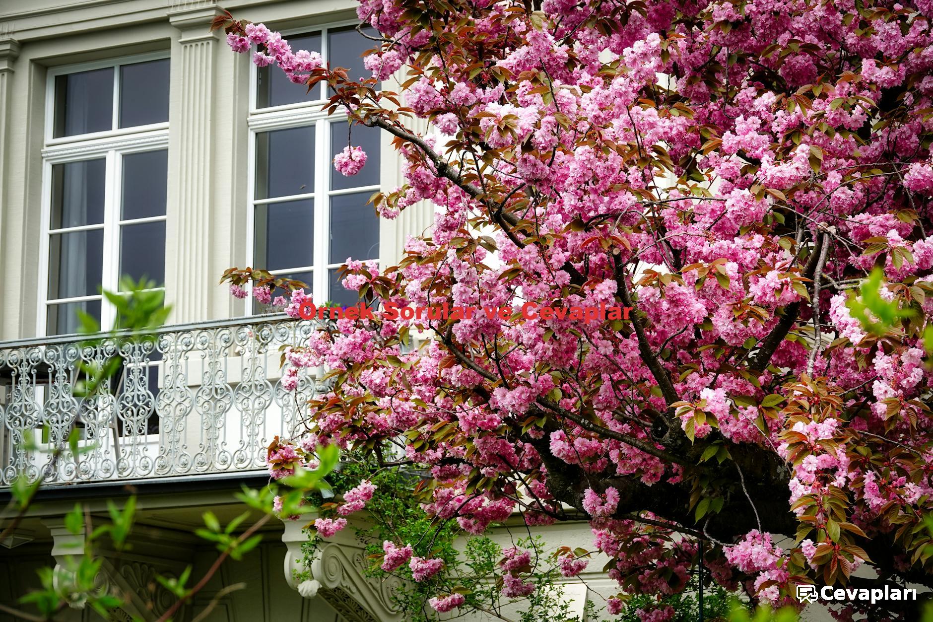 3-sinif-hayat-bilgisi-ders-kitabi-cevaplari-0-qFyEaRSl 3 Sınıf Hayat Bilgisi Ders Kitabı Cevapları