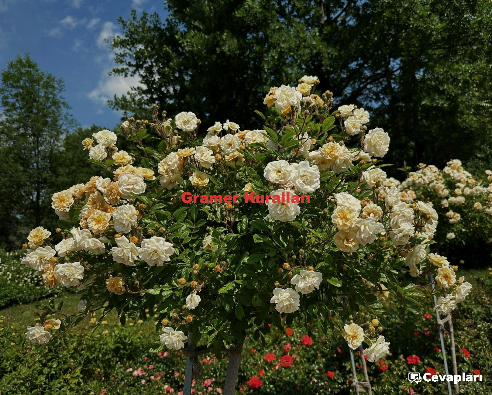 9-sinif-almanca-calisma-kitabi-cevaplari-0-Rbz8Jcy6 9 Sınıf Almanca Çalışma Kitabı Cevapları