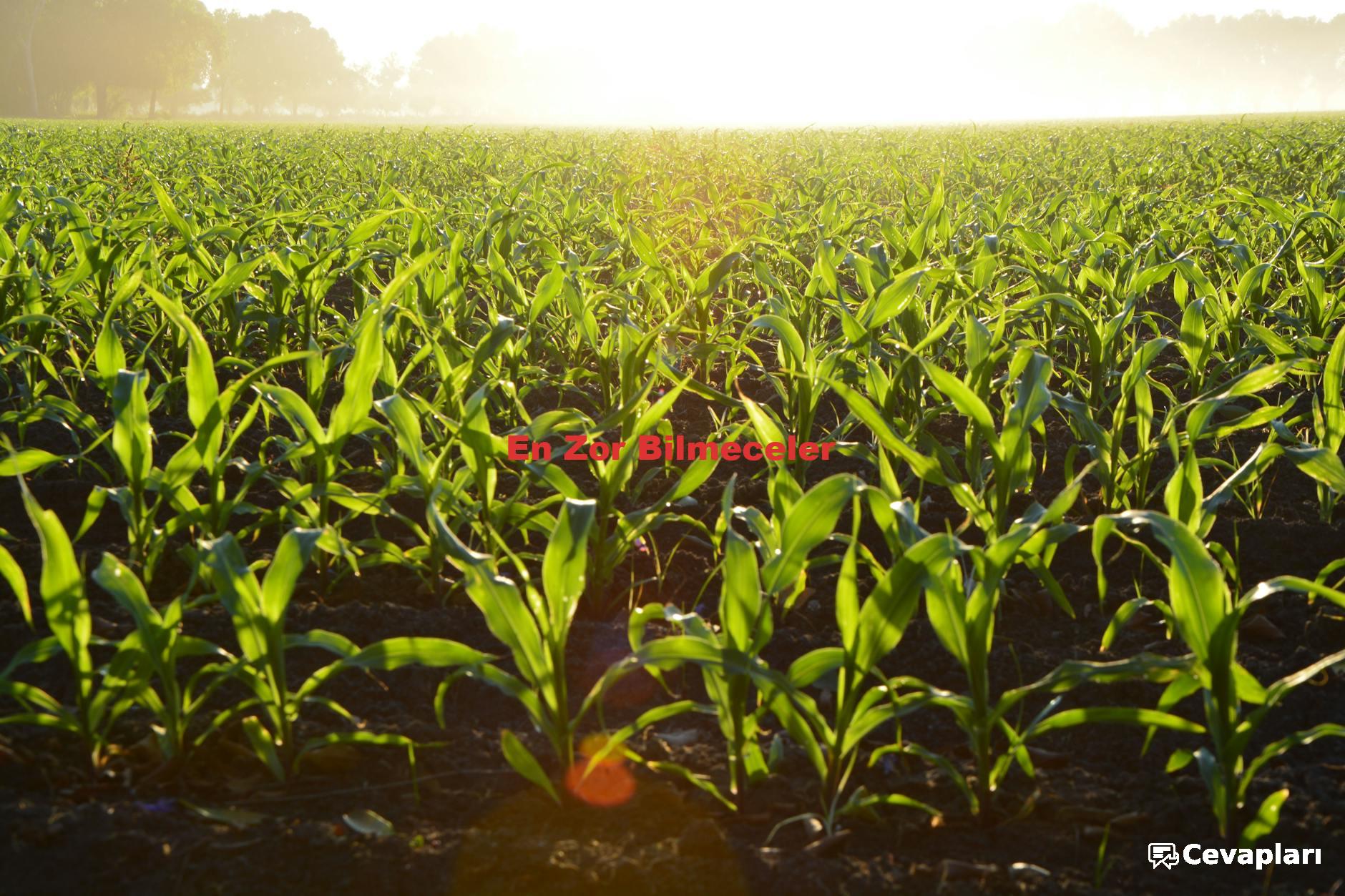 en-zor-bilmeceler-ve-cevaplari-0-mrC2pWQp En Zor Bilmeceler ve Cevapları